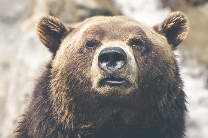 Медведь попытался напасть на иркутян на кладбище и погиб Медведь попытался напасть на иркутян на кладбище и погиб