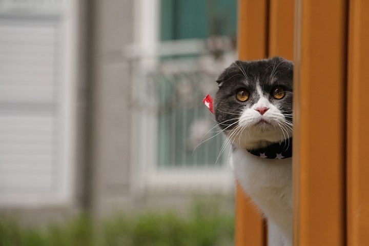 Томич попал под уголовное преследование за убийство кота, который ходил к его кошке