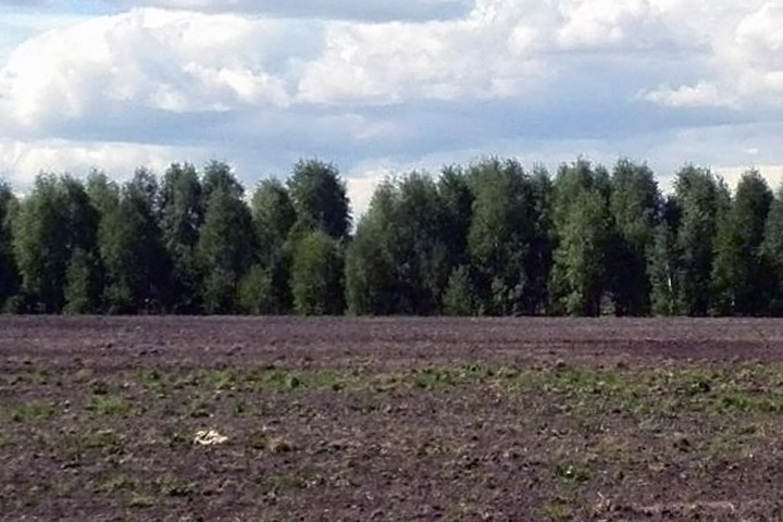 СК начал проверку главы Барышевского сельсовета из-за земли СК начал проверку главы Барышевского сельсовета из-за земли