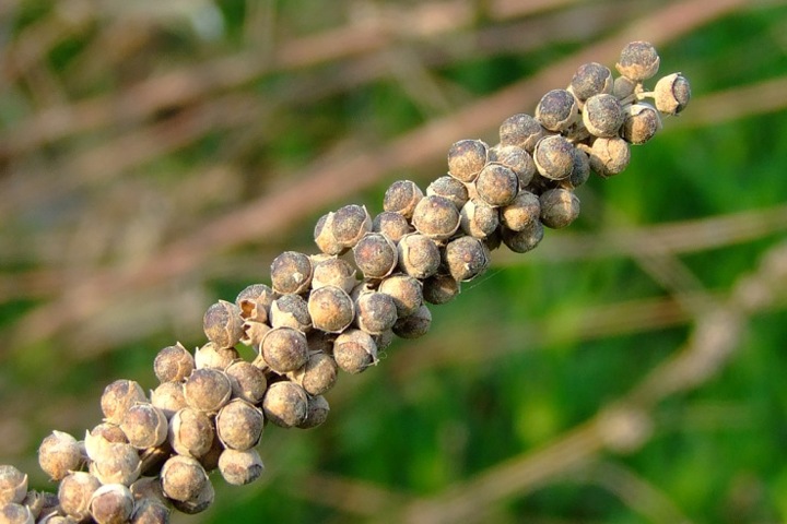 «Эвалар» пытался провезти в Россию 100 кг запрещенной албанской травы от импотенции «Эвалар» пытался провезти в Россию 100 кг запрещенной албанской травы от импотенции