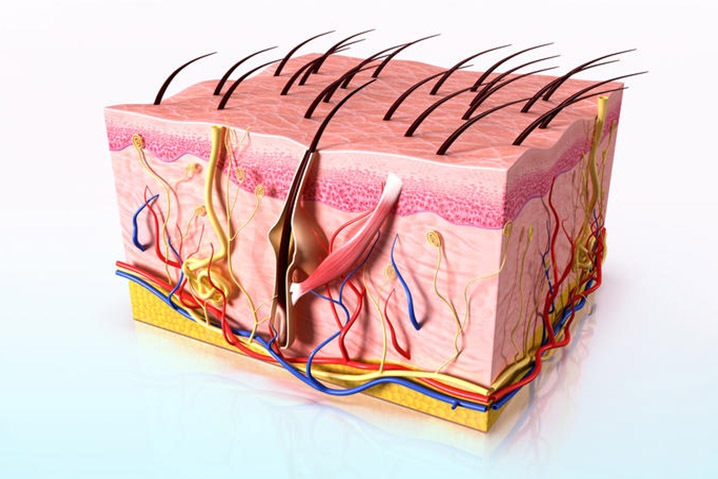 Заболевания кожи: классификация и лечение