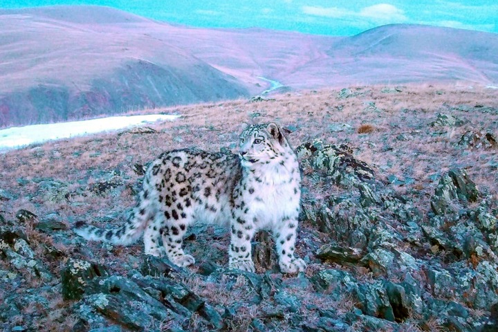 Полуторагодовалого барсенка сфотографировали на Алтае
