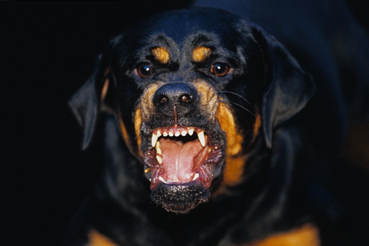 Домашние собаки загрызли новорожденную в Томске Домашние собаки загрызли новорожденную в Томске