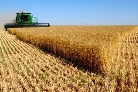 Более 90% зерновых культур обмолочено в Новосибирской области