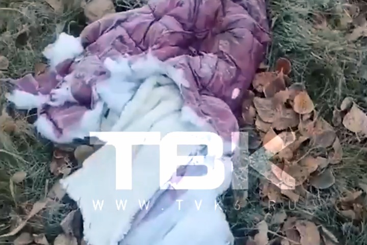 Собаки набросились на восьмилетнюю девочку в Красноярке: разодранная одежда, волосы и шапочка