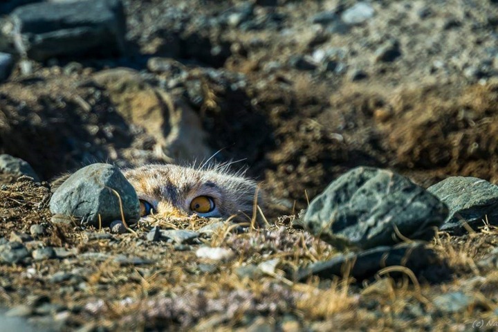 Манул попал в объектив камеры на Алтае Манул попал в объектив камеры на Алтае