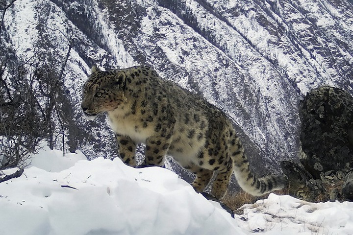 Экологи провели учет ирбисов на Алтае (фото) Экологи провели учет ирбисов на Алтае (фото)