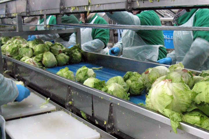 «Белая дача» вернулась к идее открытия завода в Новосибирске