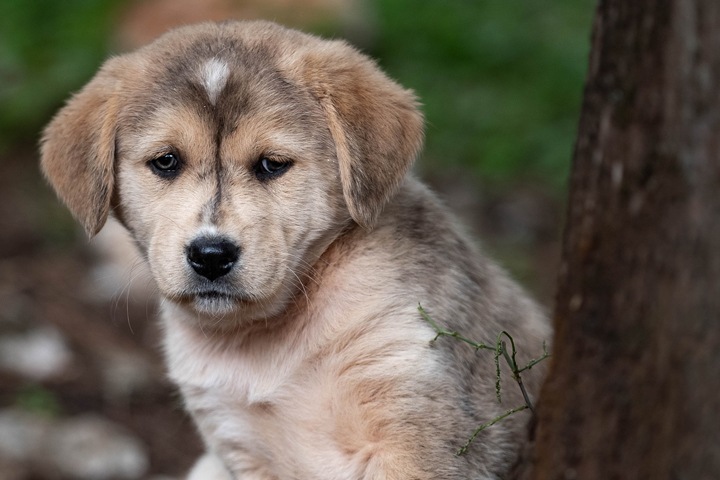 Жительница Алтая убивает и ест собак ради профилактики туберкулеза