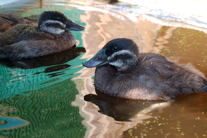 Сибирь за неделю: безымянный барс на Алтае, турист против браконьеров на Байкале