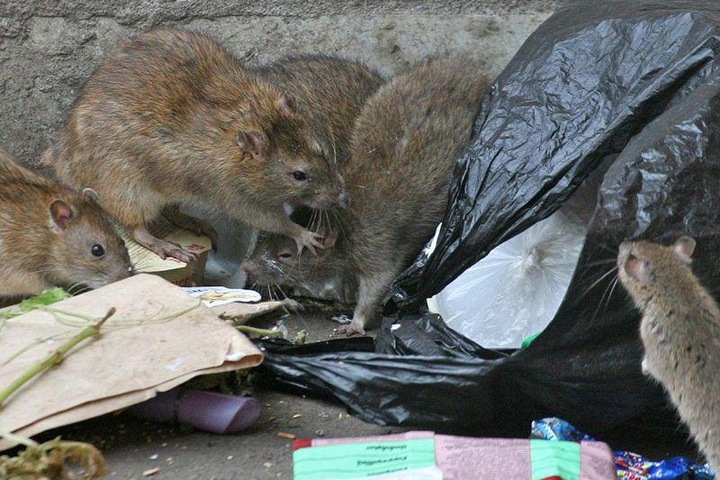 Новосибирец пожаловался на крыс и тараканов из-за торговых точек на Маркса Новосибирец пожаловался на крыс и тараканов из-за торговых точек на Маркса
