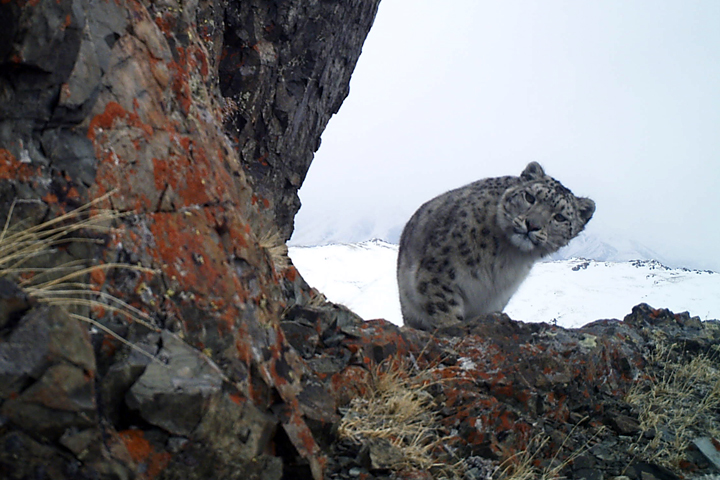 Восемь снежных барсов попали в фотоловушки алтайского парка