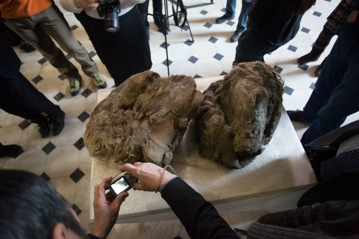 Архозавр и другие: 10 главных палеонтологических находок в России